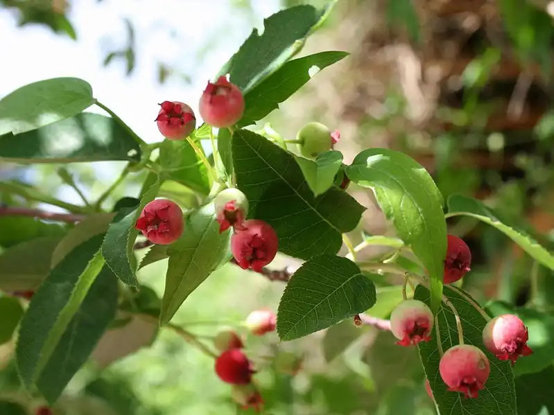 Foto de Amelanchier arborea var. laevis (Amelanchier arborea var. laeviss)