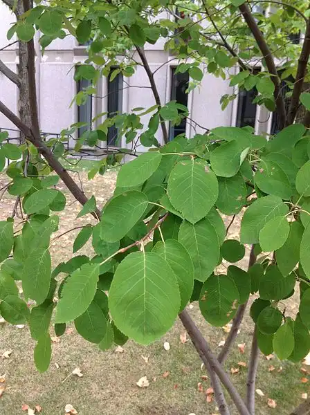 Foto de Amelanchier arborea var. laevis (Amelanchier arborea var. laeviss)