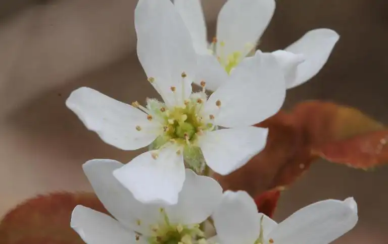 Foto de Amelanchier arborea var. laevis - Flower in bloom:Rob Routledge, Sault College, Bugwood.org