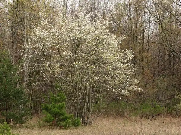 Фото Amelanchier arborea (Amelanchier arboreas)
