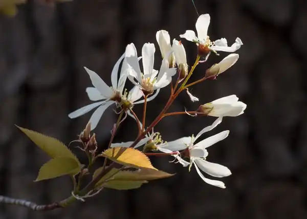 Фото Amelanchier arborea (Amelanchier arboreas)