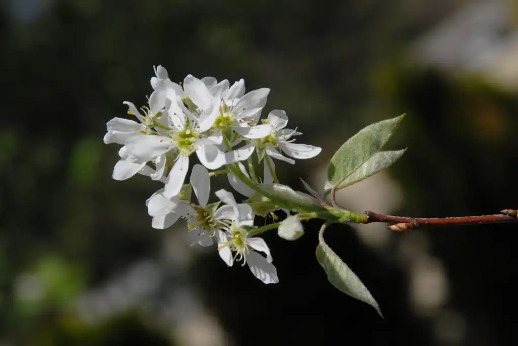 Фото Amelanchier arborea - Flower and New Leaves:Jim Robbins