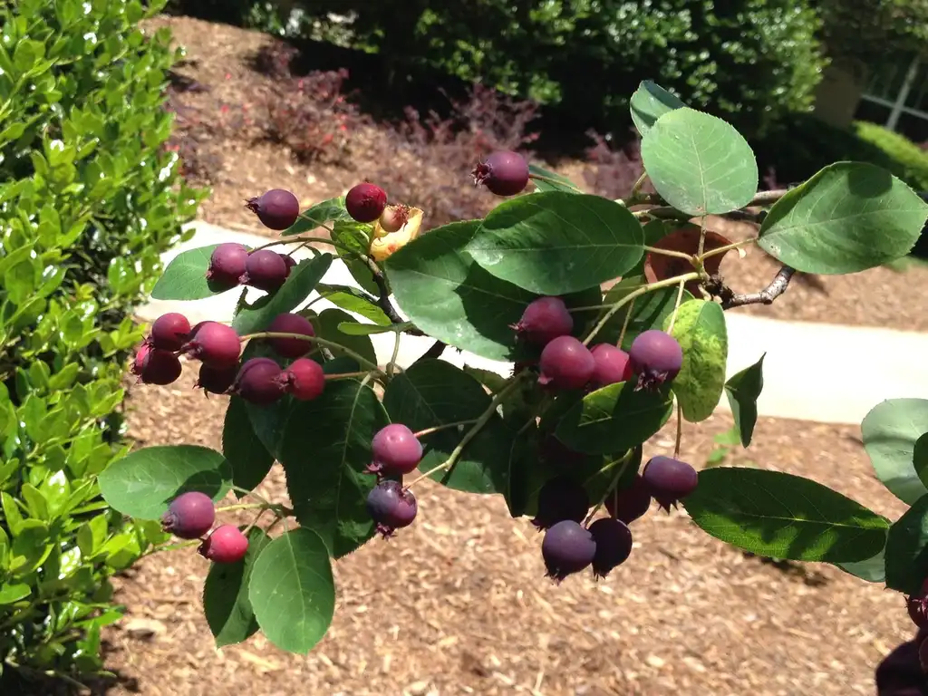 Фото Amelanchier arborea - Fruit and Leaves (Ashville, NC):Jim Robbins