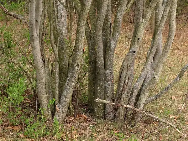 Фото Amelanchier arborea - Multistemmed trunks:peverdonk