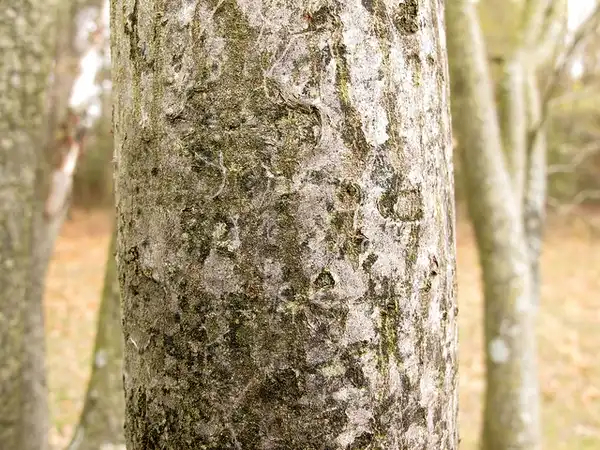 Фото Amelanchier arborea - Gray fissured mature bark.:peverdonk