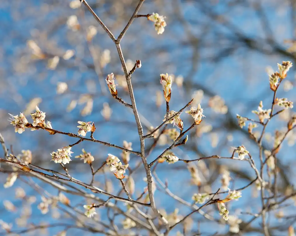 Фото Amelanchier arborea - Flower buds just before bloom.:Plant Image Library