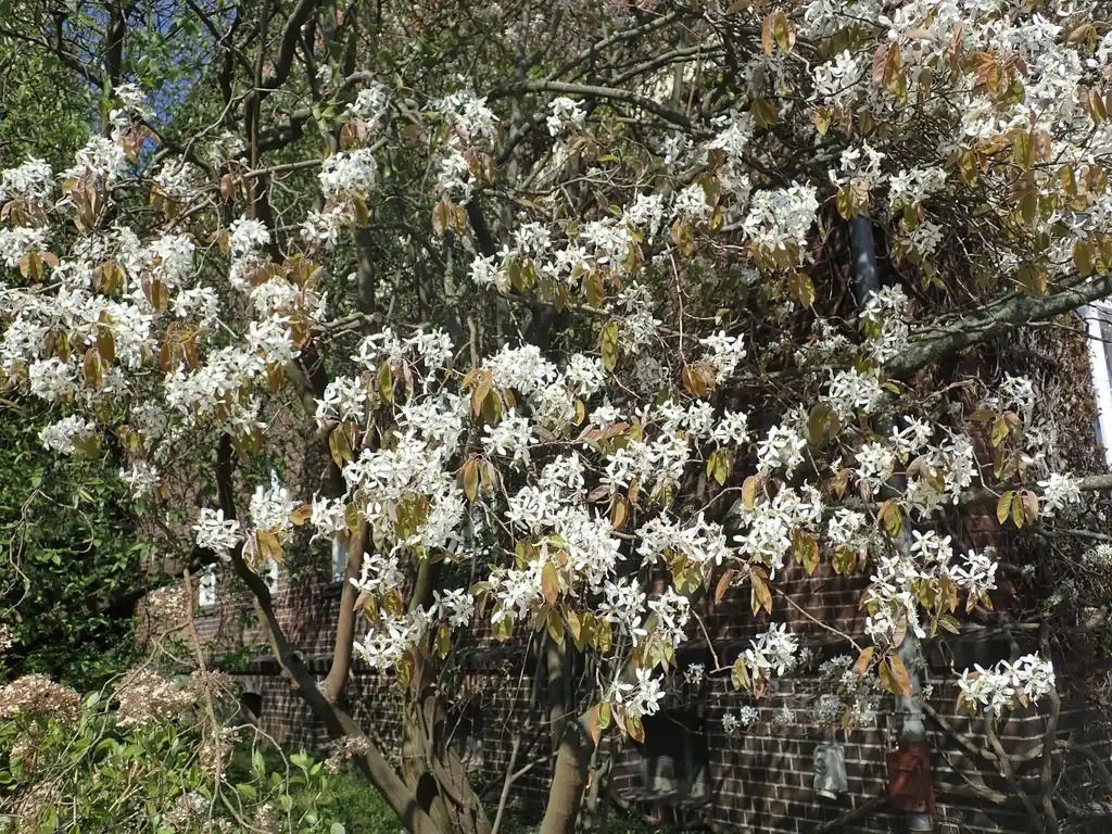Фото Amelanchier arborea - Amelanchier arborea flowers far away:Salicyna