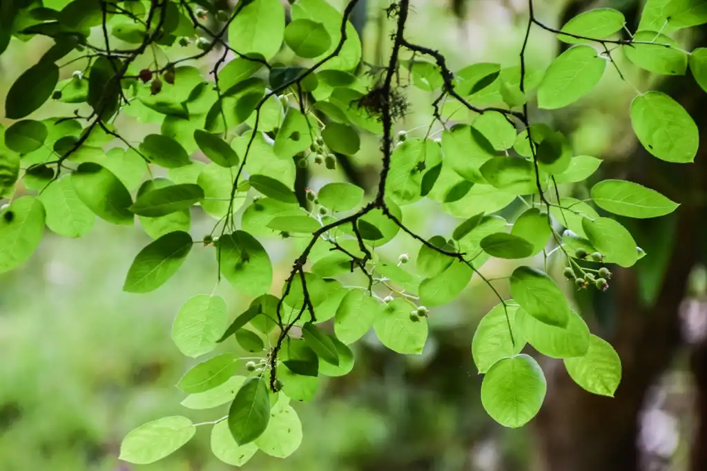 Фото Amelanchier arborea - Leaves:Krzysztof Golik