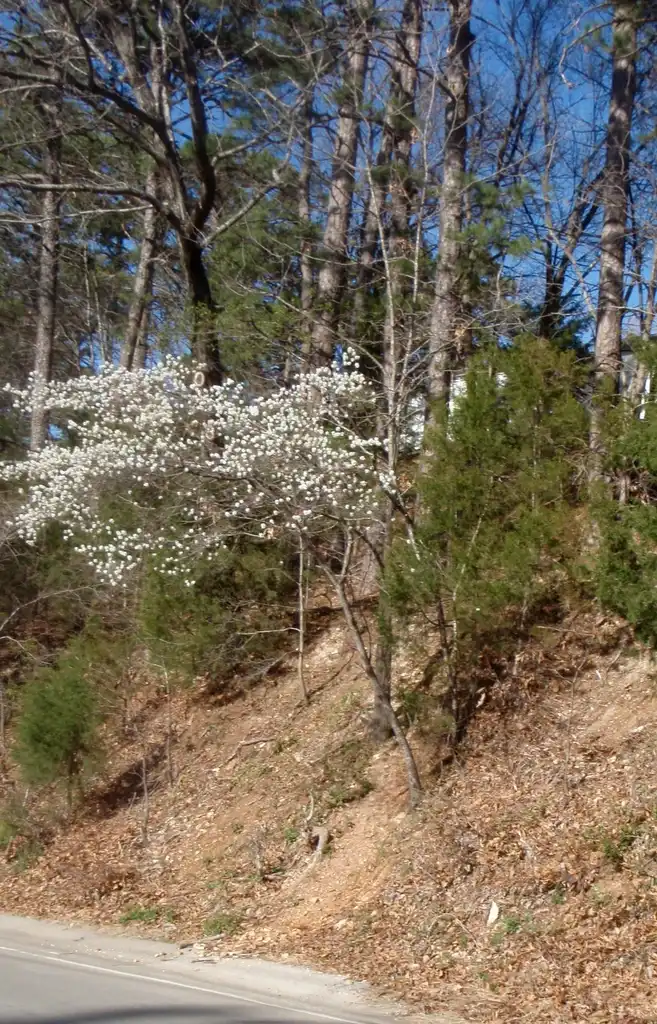 Фото Amelanchier arborea - Tree form.:Jim Robbins