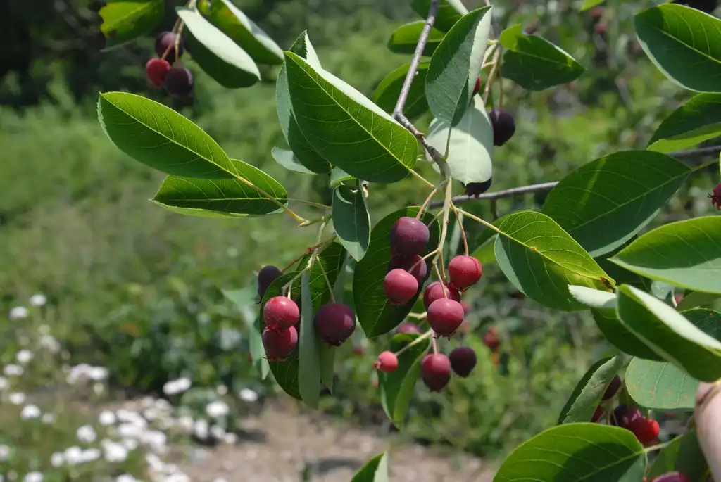 Фото Amelanchier arborea - 'Cole' Fruit and Leaves (Biltmore, NC):Jim Robbins