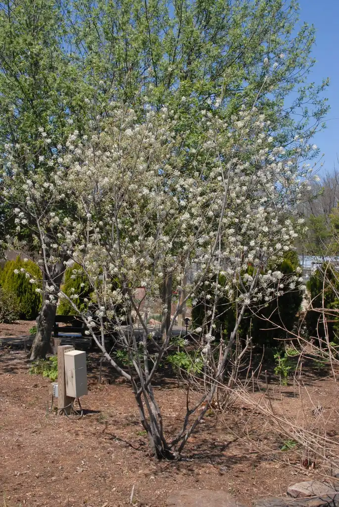 Фото Amelanchier arborea - Vase shaped form in flower early spring.:Jim Robbins