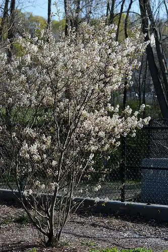 Фото Amelanchier canadensis (Amelanchier canadensiss)