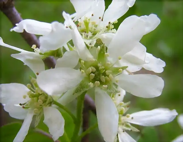 Фото Amelanchier canadensis (Amelanchier canadensiss)
