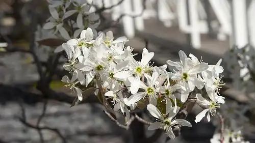 Фото Amelanchier canadensis - flower detail:Kew