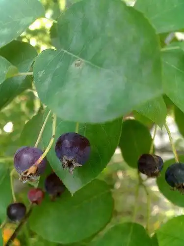 Фото Amelanchier canadensis - berries:Suzanne Long