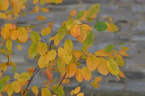 Фото Amelanchier canadensis - fall color:Chris Kreussling