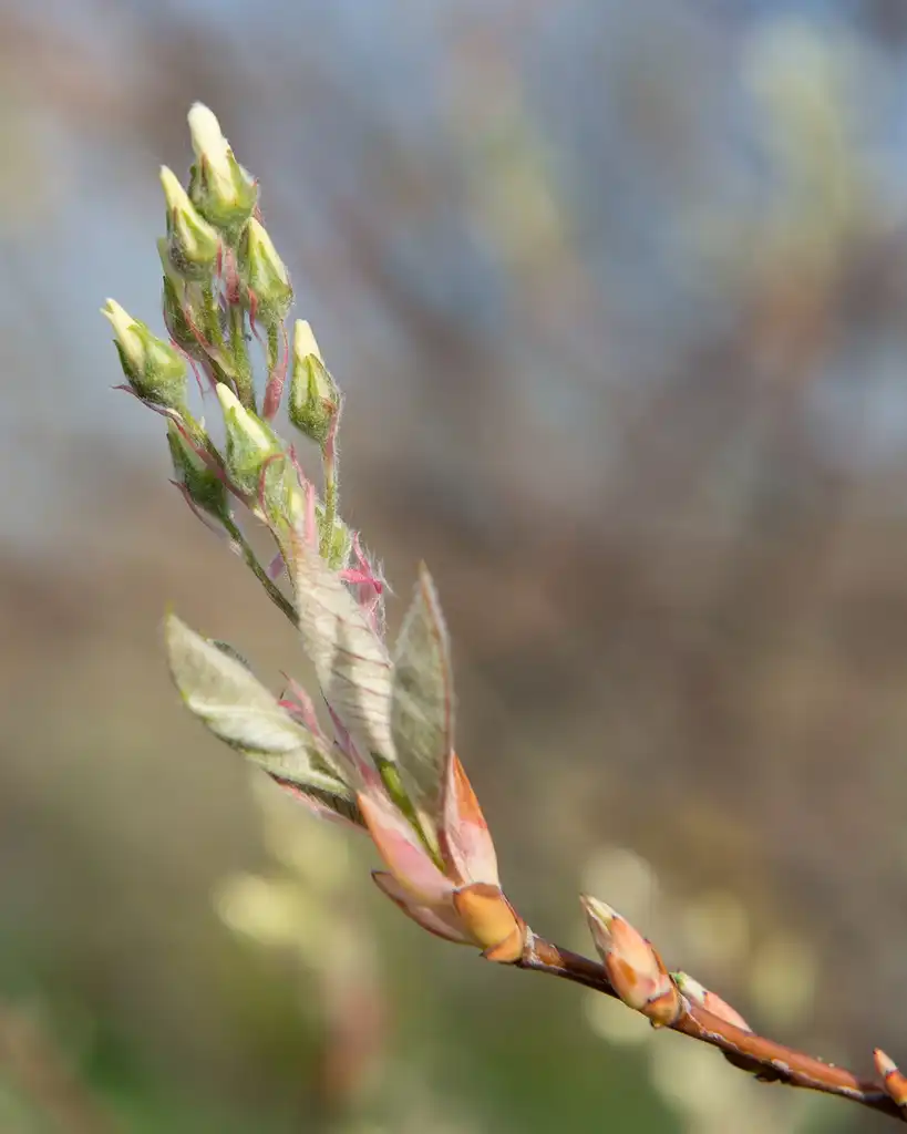 Фото Amelanchier canadensis - Buds in spring:Plant Image Library