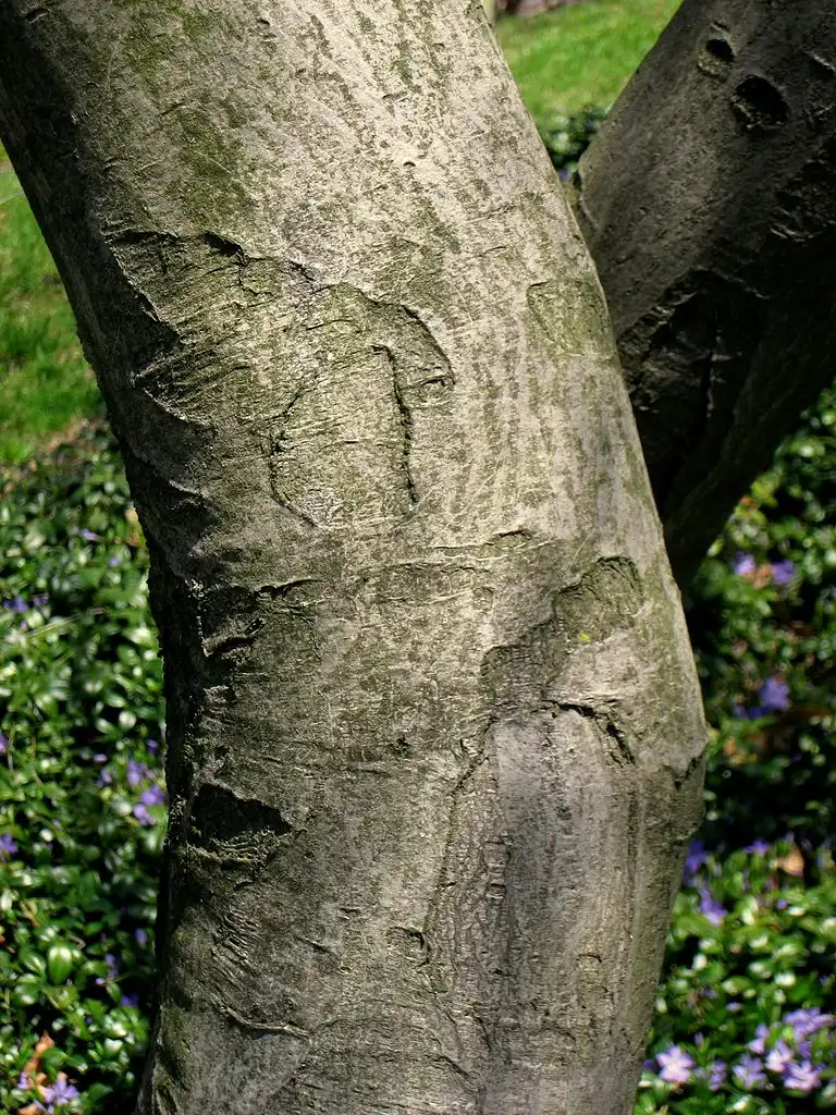 Фото Amelanchier canadensis - Bark:Daderot