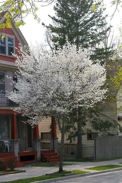 Фото Amelanchier laevis (Amelanchier laeviss)