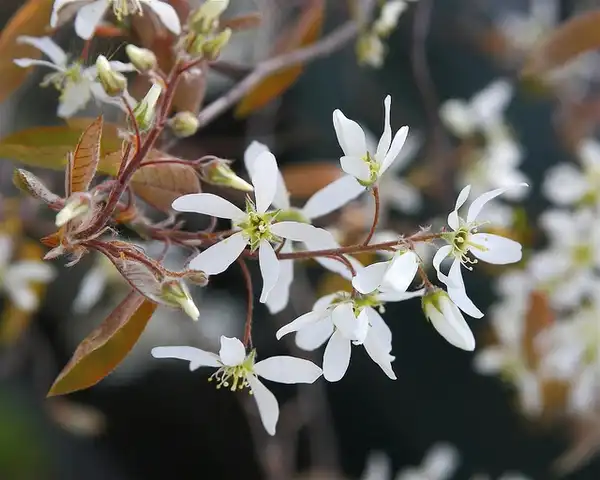 Фото Amelanchier laevis (Amelanchier laeviss)