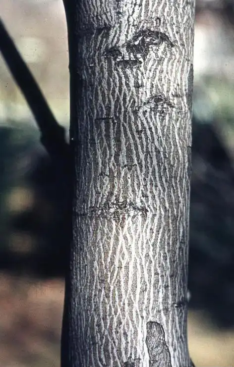Фото Amelanchier laevis - Bark:T. Davis Sydnor, The Ohio State University, Bugwood.org