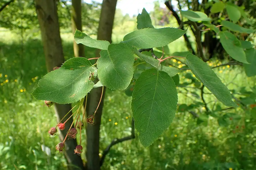 Фото Amelanchier laevis - Leaves:Krzysztof Ziarnek, Kenraiz