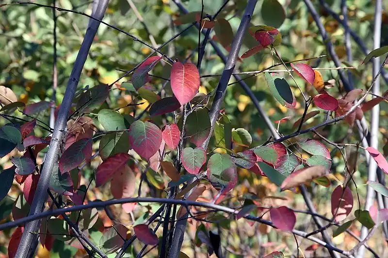 Photo of Amelanchier x grandiflora (Amelanchier x grandifloras)