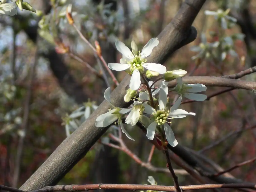Photo of Amelanchier x grandiflora (Amelanchier x grandifloras)