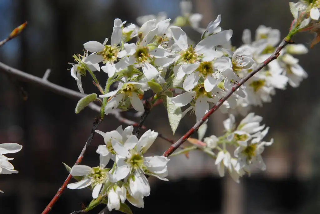 Photo of Amelanchier x grandiflora - 'Autumn Brilliance' Flowers:Jim Robbins