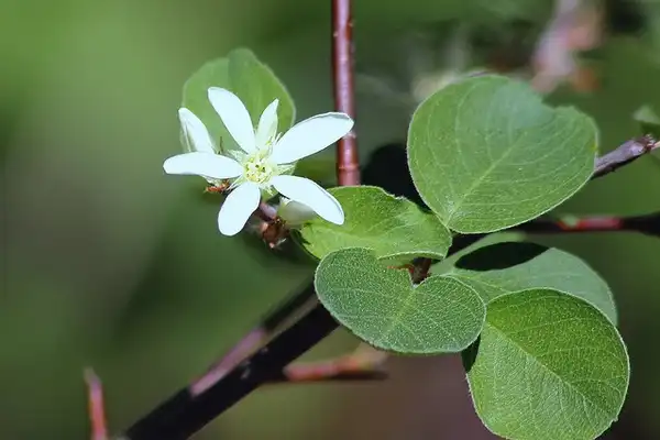Foto de Amelanchier (Amelanchiers)