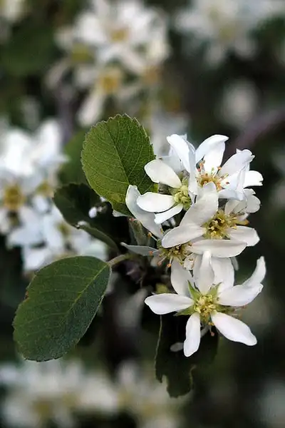 Foto de Amelanchier (Amelanchiers)