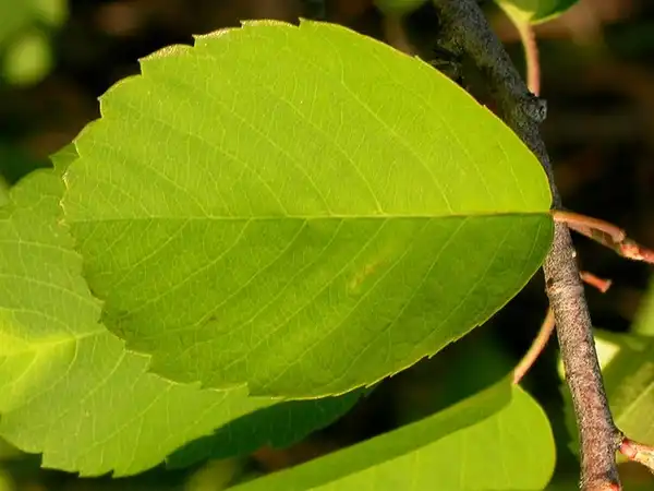 Foto de Amelanchier - Amelanchier alnifolia:Matt Lavin