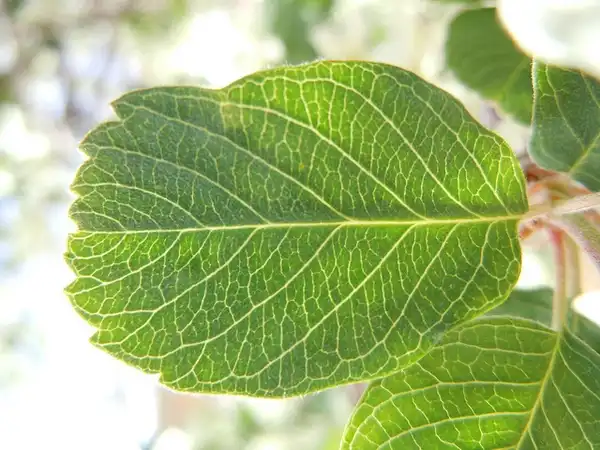 Foto de Amelanchier - Amelanchier alnifolia:Matt Lavin