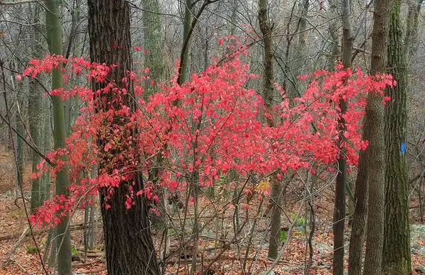 Foto de Amelanchier - Fall color:Nichola A. Tonelli