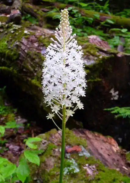 Foto de Amianthium muscitoxicum (Amianthium muscitoxicums)