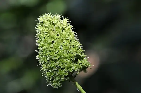 Foto de Amianthium muscitoxicum (Amianthium muscitoxicums)