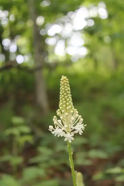 Foto de Amianthium muscitoxicum - Amianthium muscitoxicum:jocelyndale