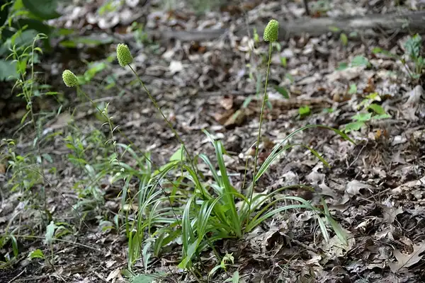 Foto de Amianthium muscitoxicum - Amianthium muscitoxicum:J. Michael Raby