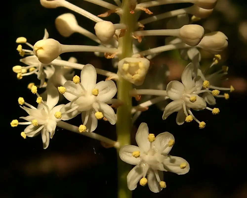 Foto de Amianthium muscitoxicum - Flower:Jason Hollinger