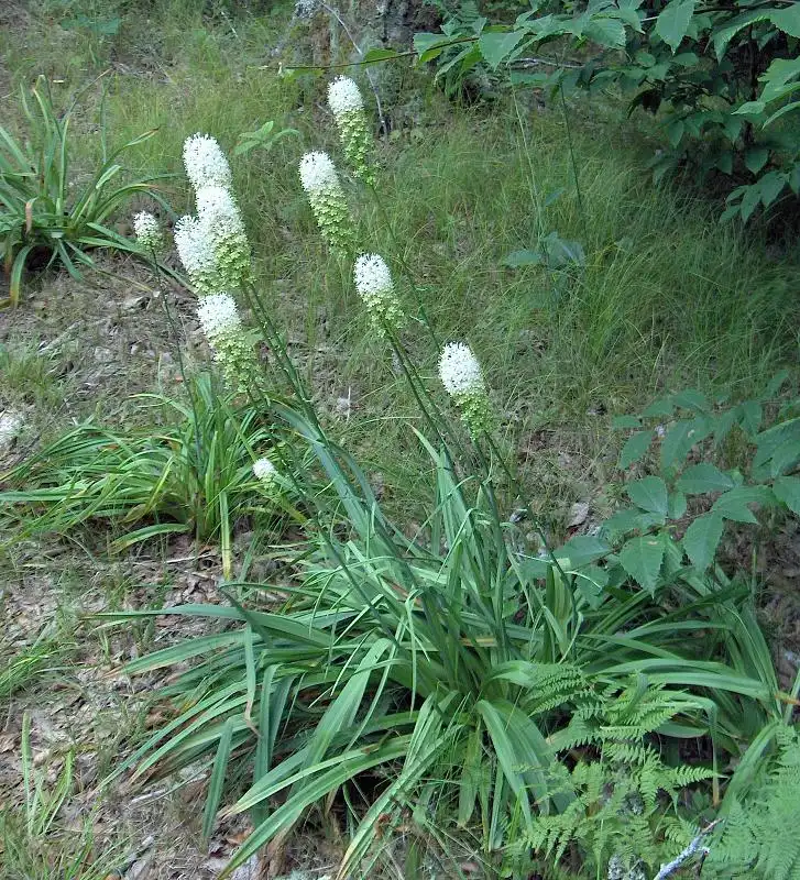 Foto de Amianthium muscitoxicum - growth habit:Homer Edward Price