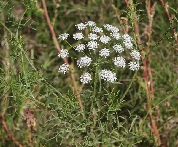 Photo of Ammi majus (Ammi majuss)
