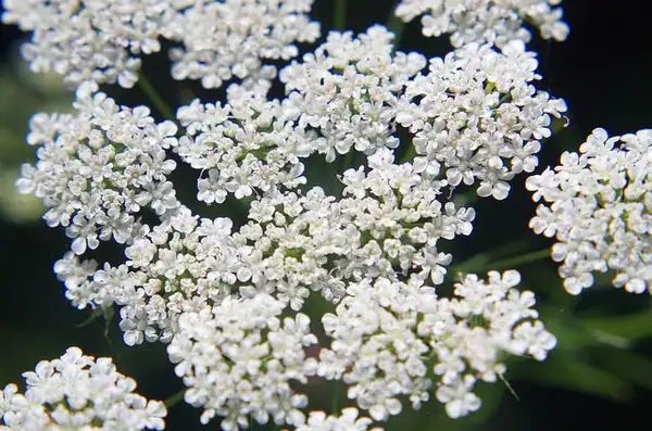 Photo of Ammi majus - :David Edwards