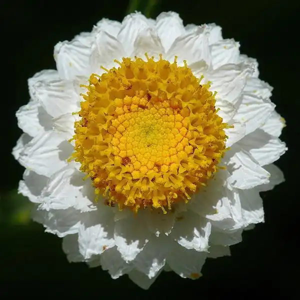 Photo of Ammobium alatum (Ammobium alatums)