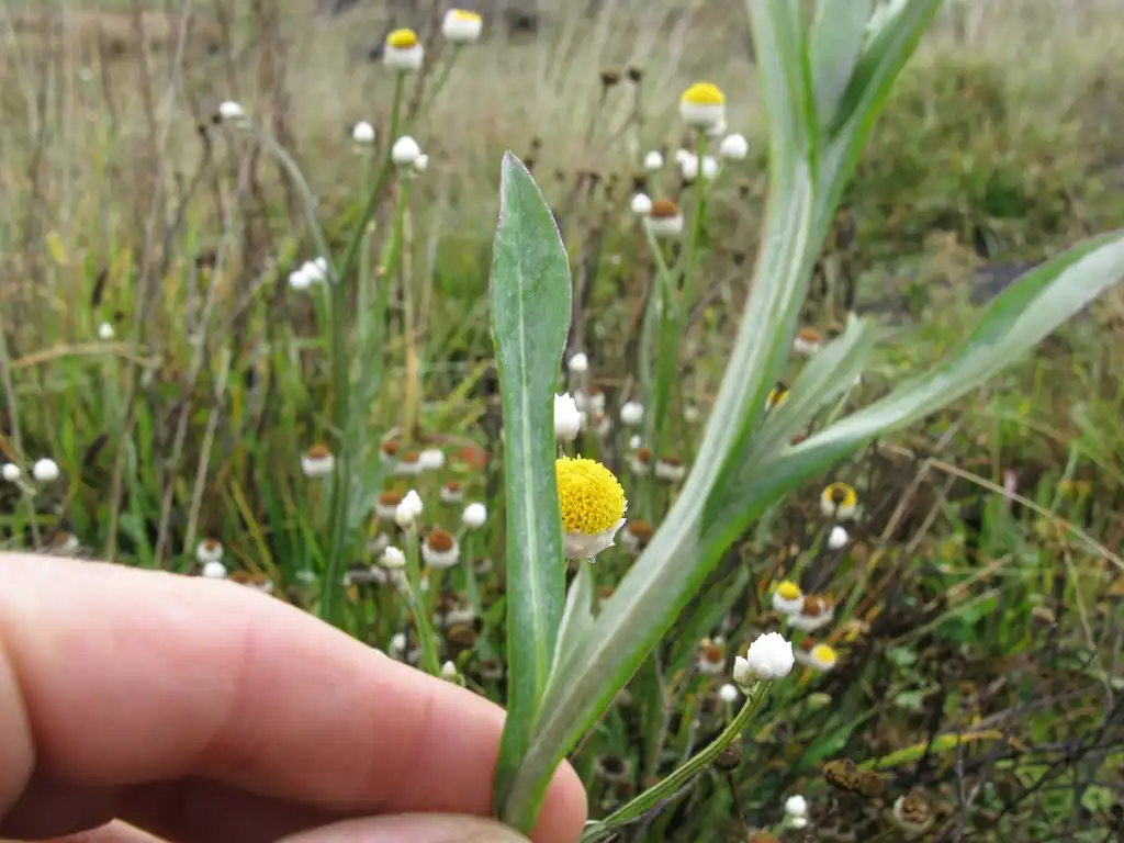 Photo of Ammobium alatum (Ammobium alatums)