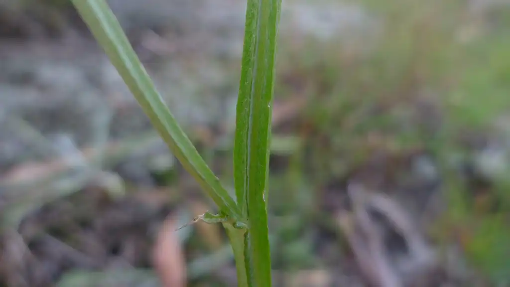 Photo of Ammobium alatum - Winged stem:John Tann