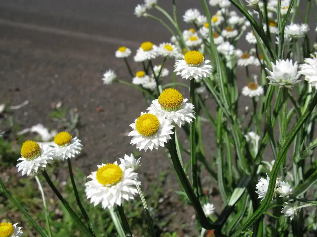 Photo of Ammobium alatum - Flowers:Harry Rose