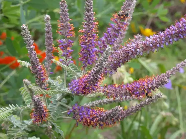 Photo of Amorpha canescens (Amorpha canescenss)