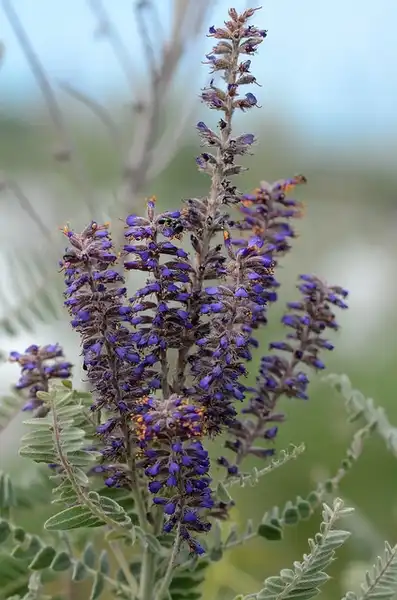 Photo of Amorpha canescens (Amorpha canescenss)