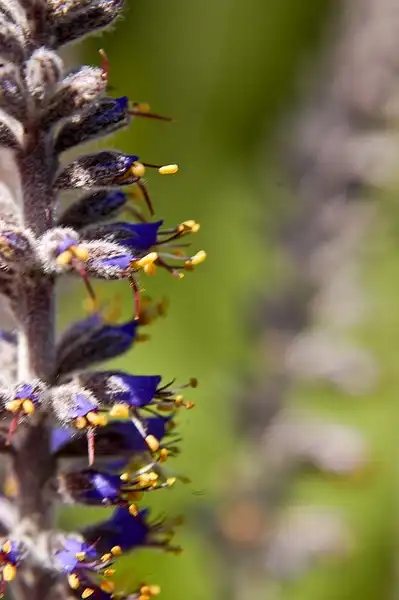 Photo of Amorpha canescens - Amorpha canescens:Frank Mayfield