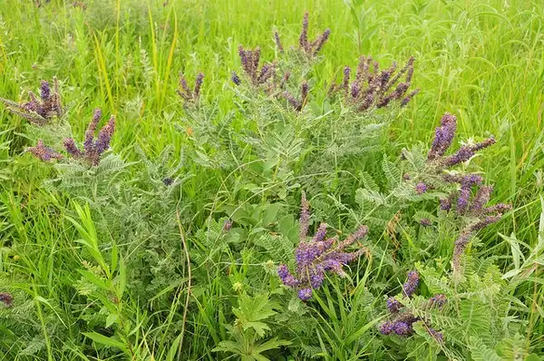 Photo of Amorpha canescens - Amorpha canescens:USFWS Mountain Prairie